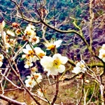 visanavi japan free consultation in kure 2016 spring